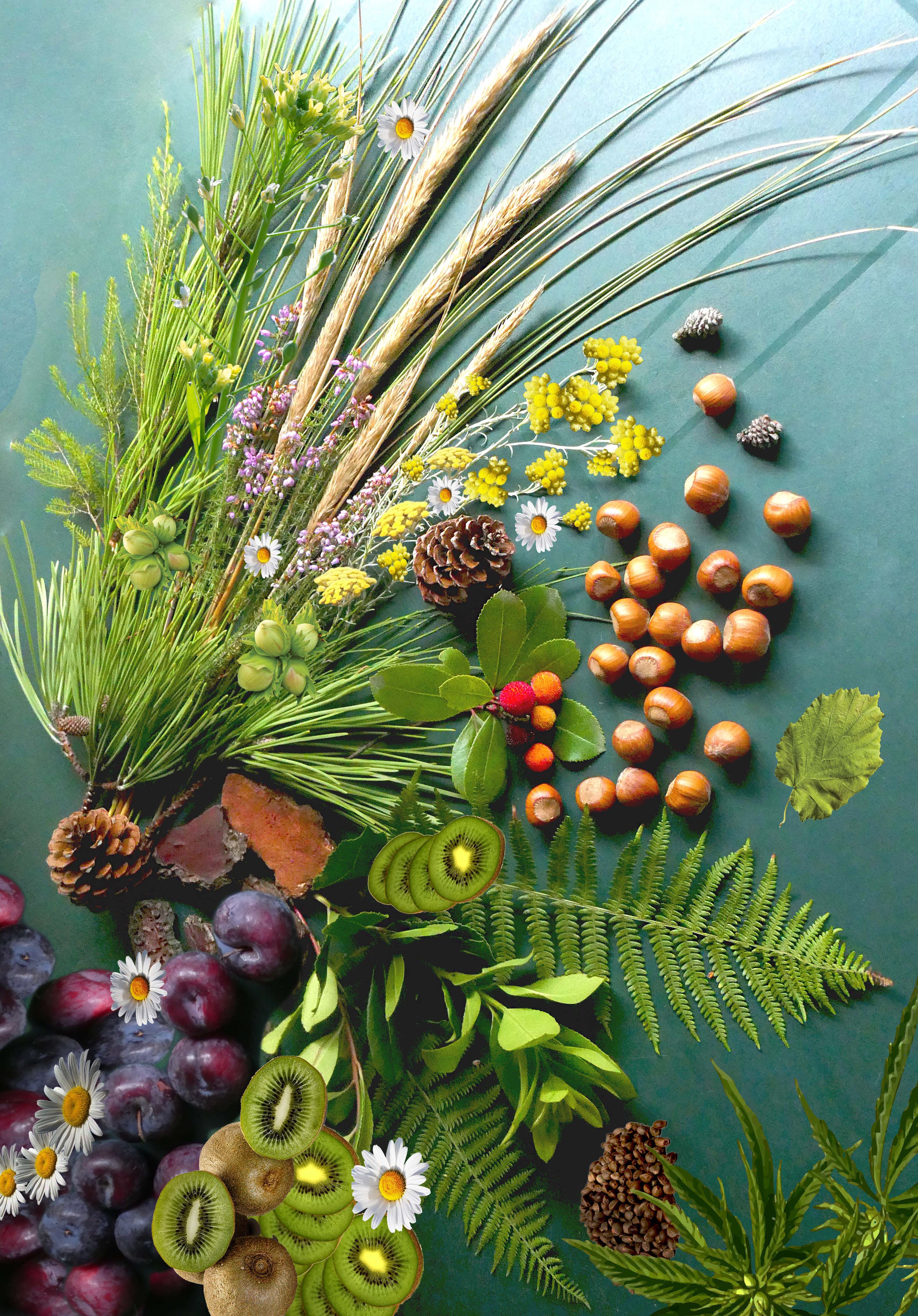 Naturare Organisk Wonder Creme – French Landes, Integral Regenerering (30 ml)